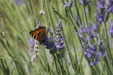 İsviçre 'nin Zürih kentindeki lavanta bitkisine tünemiş küçük kaplumbağa kabuğu kelebeği (Aglais urticae)