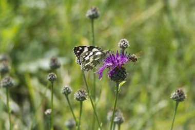 İsviçre, Zürih 'te pembe bir scabiosa üzerinde oturan Mermer Beyaz (Melanargia galaksisi) kelebek