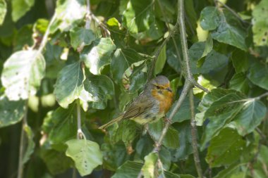 Zürih, İsviçre 'de yeşil bir ağaçta oturan Avrupa bülbülü (Erithacus rubecula)