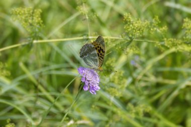 İsviçre 'nin Zürih şehrinde gümüş yıkanmış Fritiller Kelebeği (Argynnis paphia) küçük bir kabuğun üzerinde oturmaktadır.