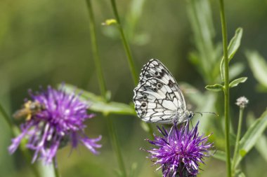 İsviçre, Zürih 'te pembe bir scabiosa üzerinde oturan Mermer Beyaz (Melanargia galaksisi) kelebek