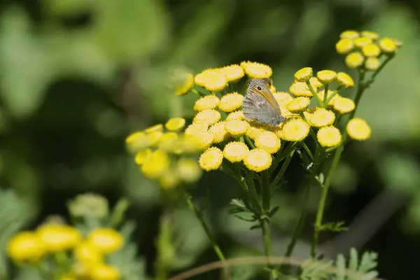 Stock image Small Heath butterfly (Coenonympha pamphilus) sitting on a yellow flower in Zurich, Switzerland