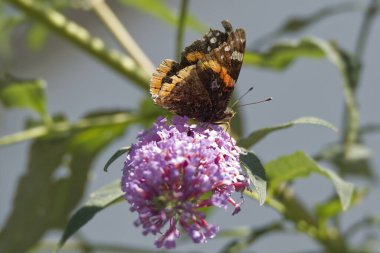 Kızıl Amiral Kelebeği (Vanessa Atalanta) İsviçre 'nin Zürih kentinde yaz leylağına tünemiştir.