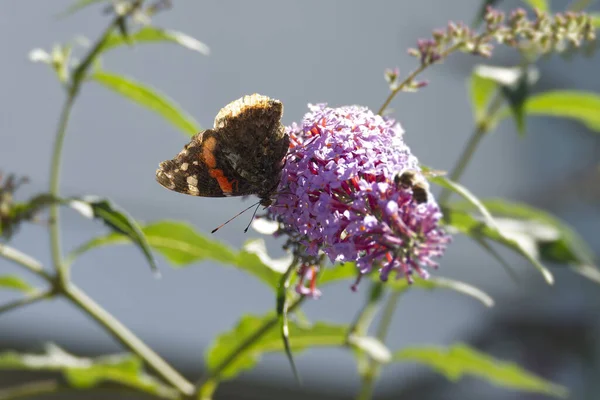 Kızıl Amiral Kelebeği (Vanessa Atalanta) İsviçre 'nin Zürih kentinde yaz leylağına tünemiştir.