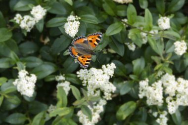 İsviçre, Zürih 'te çiçek açan bir çitin üzerinde oturan küçük Kaplumbağa Kabuğu Kelebeği (Aglais urticae)