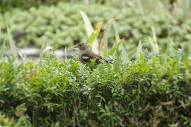 İsviçre 'nin Zürih kentindeki çitin üzerinde oturan dişi papatya (Fringilla coelebs)