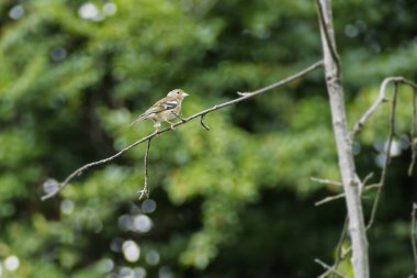 İsviçre 'nin Zürih kentindeki bir ağaçta oturan dişi papatya (Fringilla coelebs)