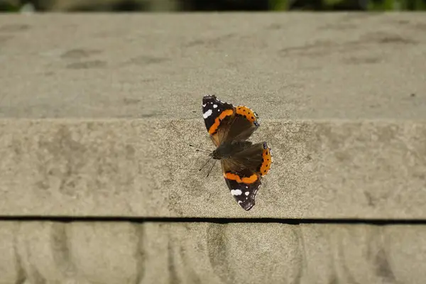 stock image Red admiral butterfly (Vanessa Atalanta) sitting on stone in Zurich, Switzerland