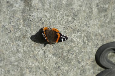 İsviçre 'nin Zürih kentinde taşın üzerinde oturan Kızıl Amiral Kelebeği (Vanessa Atalanta)