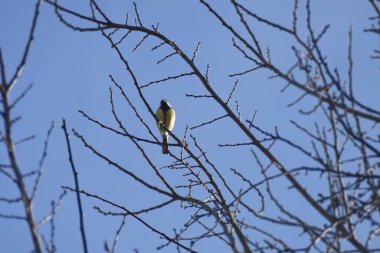 Great tit (Parus major) sitting in a tree in Zurich, Switzerland