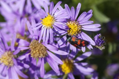 İsviçre, Zürih 'te pembe bir papatyanın üzerinde oturan altı noktalı Burnet (Zygaena filipendulae)