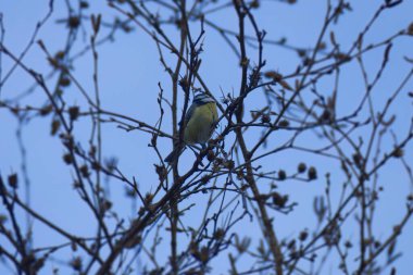 Eurasian blue tit (Cyanistes caeruleus) sitting in a tree in Zurich, Switzerland