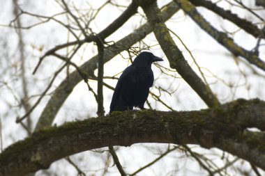 İsviçre, Zürih 'te bir ağaçta oturan Carrion Crow (Corvus corone)