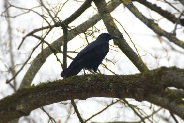 İsviçre, Zürih 'te bir ağaçta oturan Carrion Crow (Corvus corone)