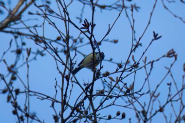 Eurasian blue tit (Cyanistes caeruleus) sitting in a tree in Zurich, Switzerland