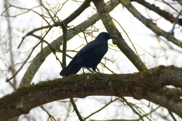 İsviçre, Zürih 'te bir ağaçta oturan Carrion Crow (Corvus corone)