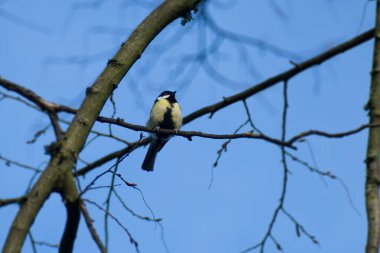 Great tit (Parus major) sitting in a tree in Zurich, Switzerland