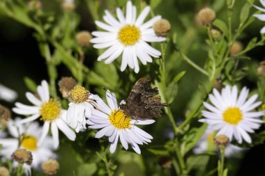 Virgül Kelebeği (Polygonia c-albüm) İsviçre 'nin Zürih kentinde bir papatyaya tünemiştir.