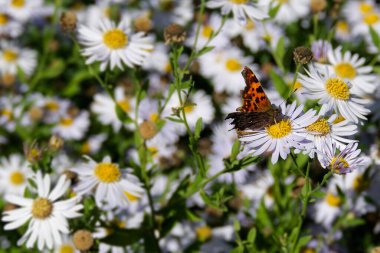 Virgül Kelebeği (Polygonia c-albüm) İsviçre 'nin Zürih kentinde bir papatyaya tünemiştir.