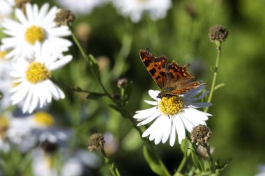 Virgül Kelebeği (Polygonia c-albüm) İsviçre 'nin Zürih kentinde bir papatyaya tünemiştir.