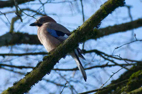 Avrasyalı Jay (Garrulus glandarius) İsviçre 'nin Zürih kentindeki bir ağaç dalına tünedi.