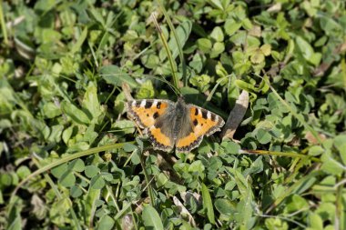 Small tortoiseshell butterfly (Aglais urticae) sitting on a grass field in Zurich, Switzerland