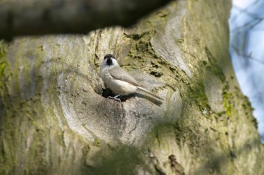 Marsh tit (Poecile palustris) sitting in a tree in Zurich, Switzerland