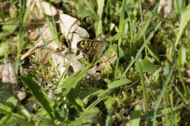 Benekli Kelebek (Pararge aegeria) İsviçre 'nin Zürih kentinde yeşil bir yaprağın üzerinde oturuyor.