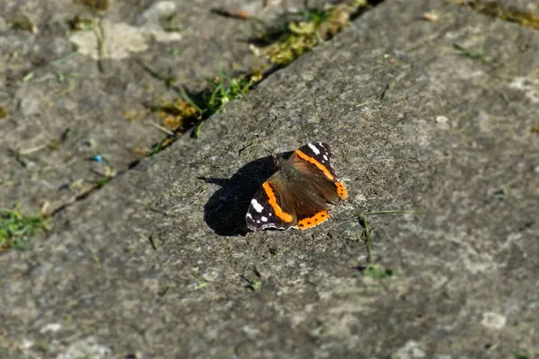 stock image Red admiral butterfly (Vanessa Atalanta) sitting on stone path in Zurich, Switzerland