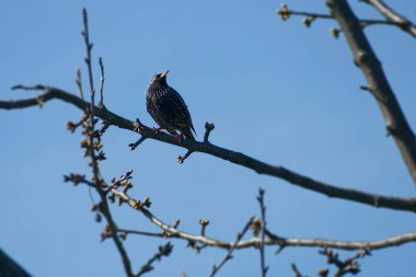 İsviçre, Zürih 'te bir ağaçta oturan sığırcık (Sturnus vulgaris)