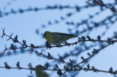 Zürih, İsviçre 'de bir ağaç dalında oturan Avrasyalı Siskin (Spinus spinus)