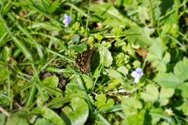 Benekli Kelebek (Pararge aegeria) İsviçre 'nin Zürih kentinde yeşil bir yaprağın üzerinde oturuyor.