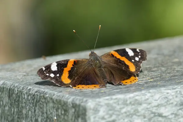 stock image Red admiral butterfly (Vanessa Atalanta) sitting on stone in Zurich, Switzerland