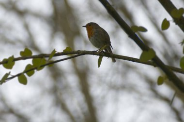 Zürih, İsviçre 'de bir ağaç dalında oturan Avrupa bülbülü (Erithacus rubecula)