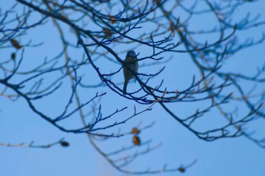 Eurasian blue tit (Cyanistes caeruleus) sitting in a tree in Zurich, Switzerland