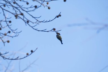 Eurasian blue tit (Cyanistes caeruleus) sitting in a tree in Zurich, Switzerland