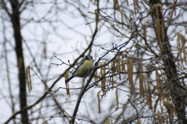 Eurasian blue tit (Cyanistes caeruleus) sitting in a tree in Zurich, Switzerland