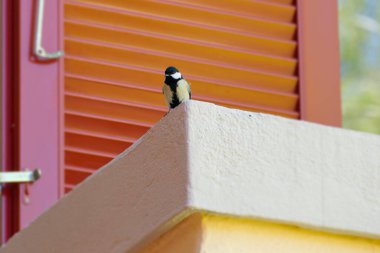 Great tit (Parus major) sitting on a stone railing of a balcony in Zurich, Switzerland