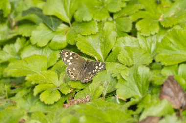 Speckled Wood Butterfly (Pararge aegeria) sitting on a green leaf in Zurich, Switzerland clipart