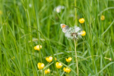İsviçre, Zürih 'te bir karahindiba üzerinde oturan küçük bir kelebek (Coenonympha pamphilus)