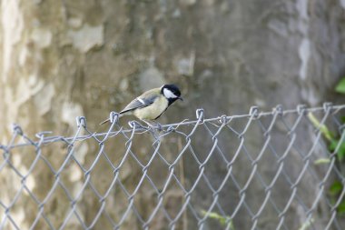 Great tit (Parus major) sitting on a metal fence in Zurich, Switzerland