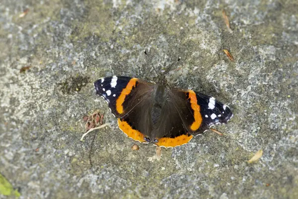 Kızıl Amiral Kelebek (Vanessa Atalanta) İsviçre 'nin Zürih şehrinde taş yolda oturuyor.