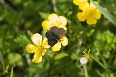 Male sooty copper butterfly (Lycaena tityrus) perched on yellow marsh marigold in Zurich, Switzerland clipart