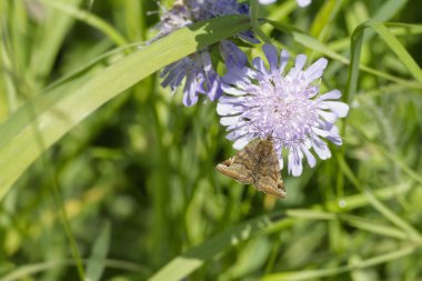 İsviçre 'nin Zürih şehrinde küçük bir kırışıklığın üzerinde oturan Burnet Companion (Öklid glifçesi) güvesi