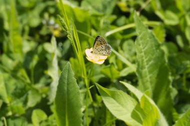 Female sooty copper butterfly (Lycaena tityrus) perched on yellow marsh marigold in Zurich, Switzerland clipart