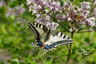 Eski Dünya Kırlangıç Kuyruğu (