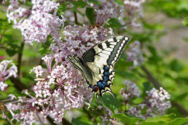 Eski Dünya Kırlangıç Kuyruğu (