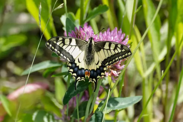 Eski Dünya Kırlangıç Kuyruğu (