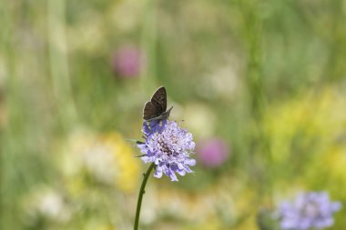 Erkek Sooty Copper (Lycaena tityrus) İsviçre 'nin Zürih şehrinde küçük bir kırışıklığın üzerinde oturan kelebek.