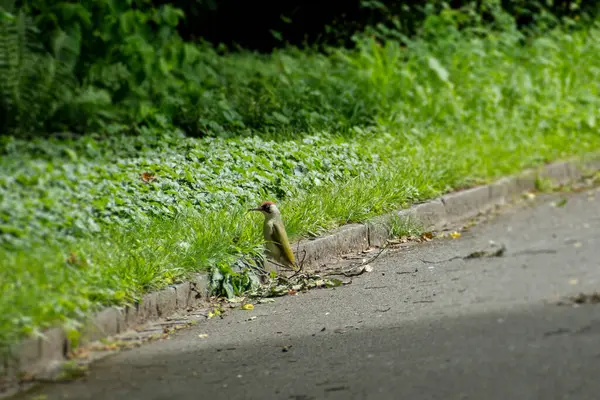 Zürih, İsviçre 'de yerde oturan Avrupalı yeşil ağaçkakan (Picus viridis)